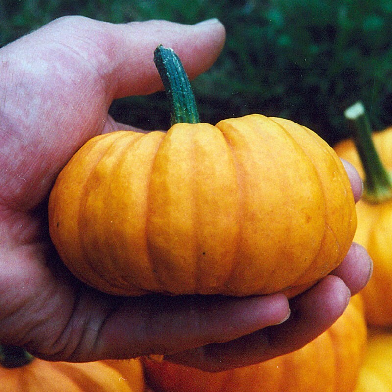 30+ Jack Be Little Pumpkin Seeds – Heirloom – Organic – NON GMO ———- FRESH
