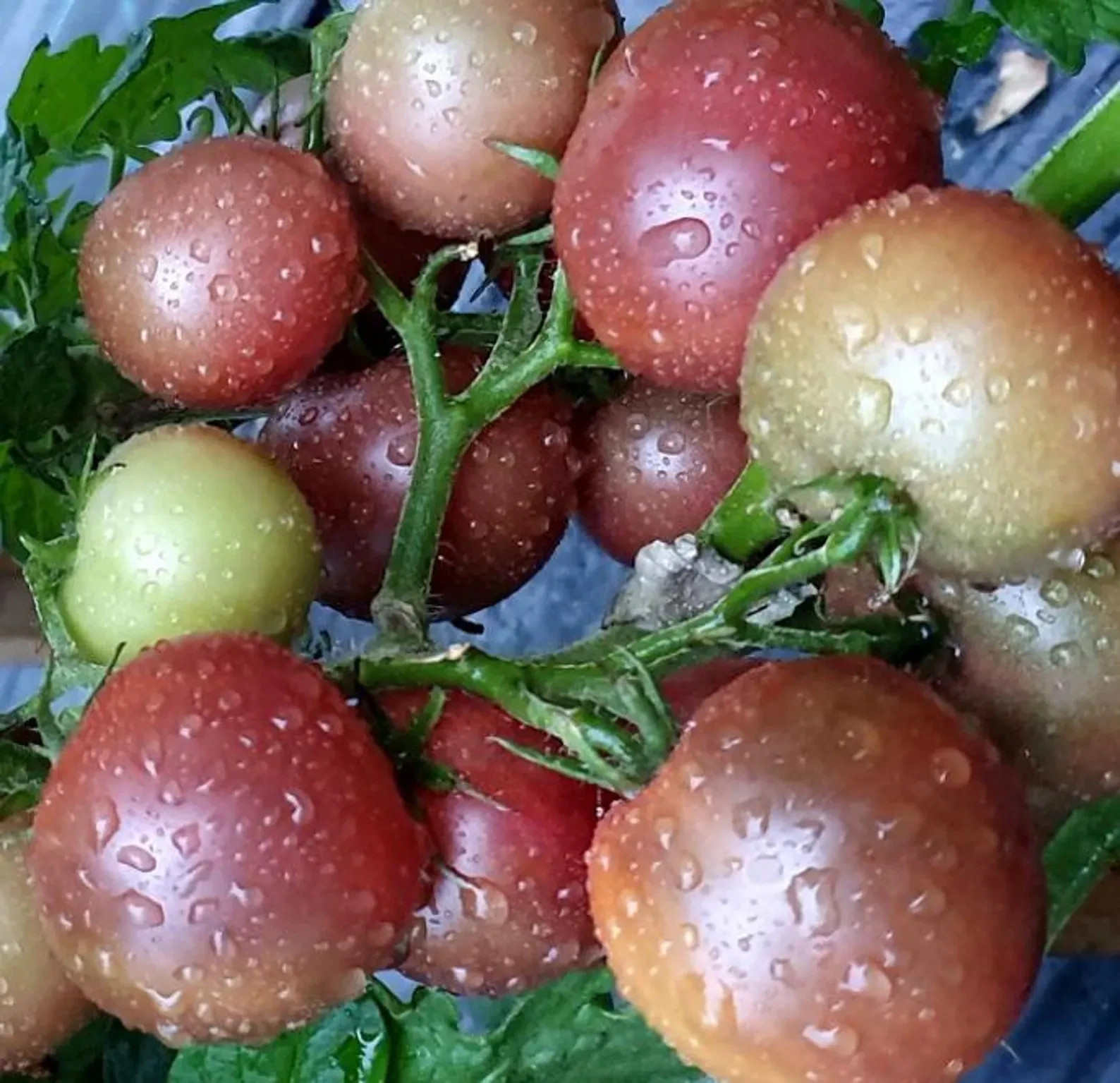 10 seeds Dwarf Velvet Night Tomato Purple cherry ORGANIC Rare Variety DTP