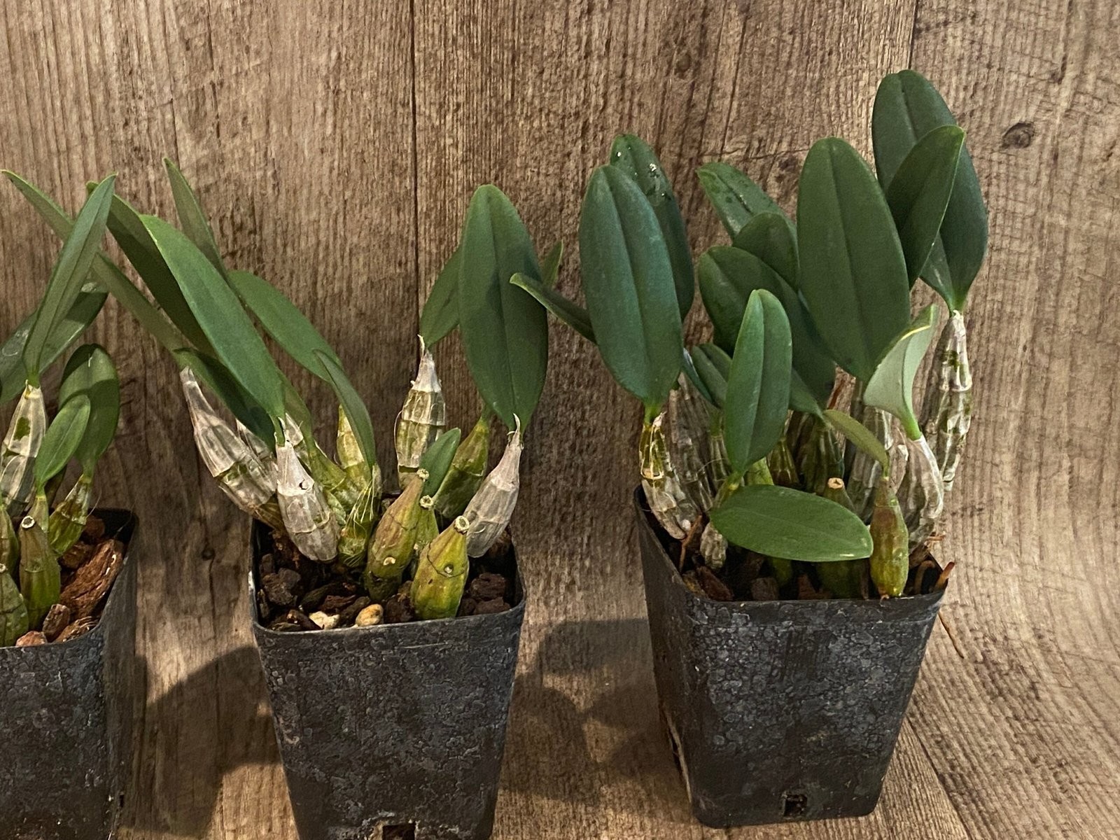 Fragrant – Dendrobium aggregatum (syn. lindleyi) (3.5” pot)