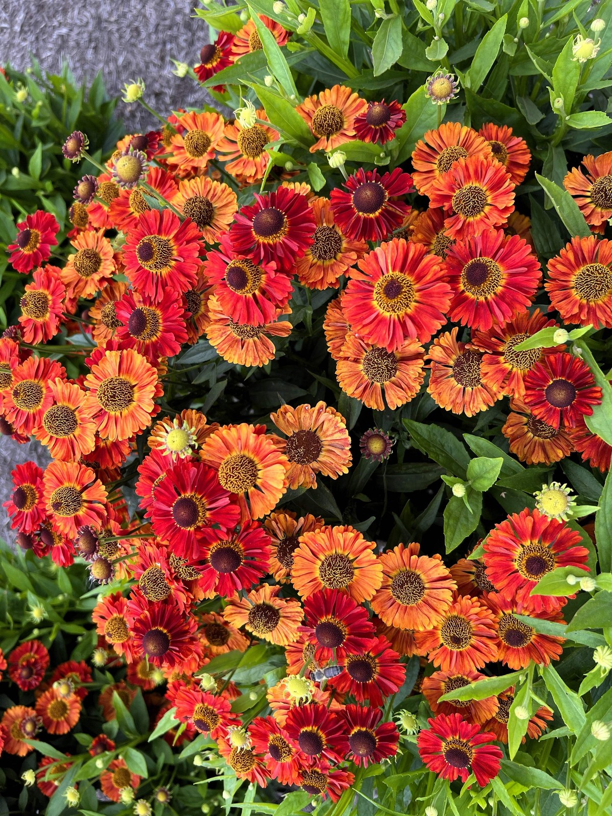 100 HELENIUM AUTUMN LEAVES Mix Helenium Autumnale Sneezeweed Flower Seeds
