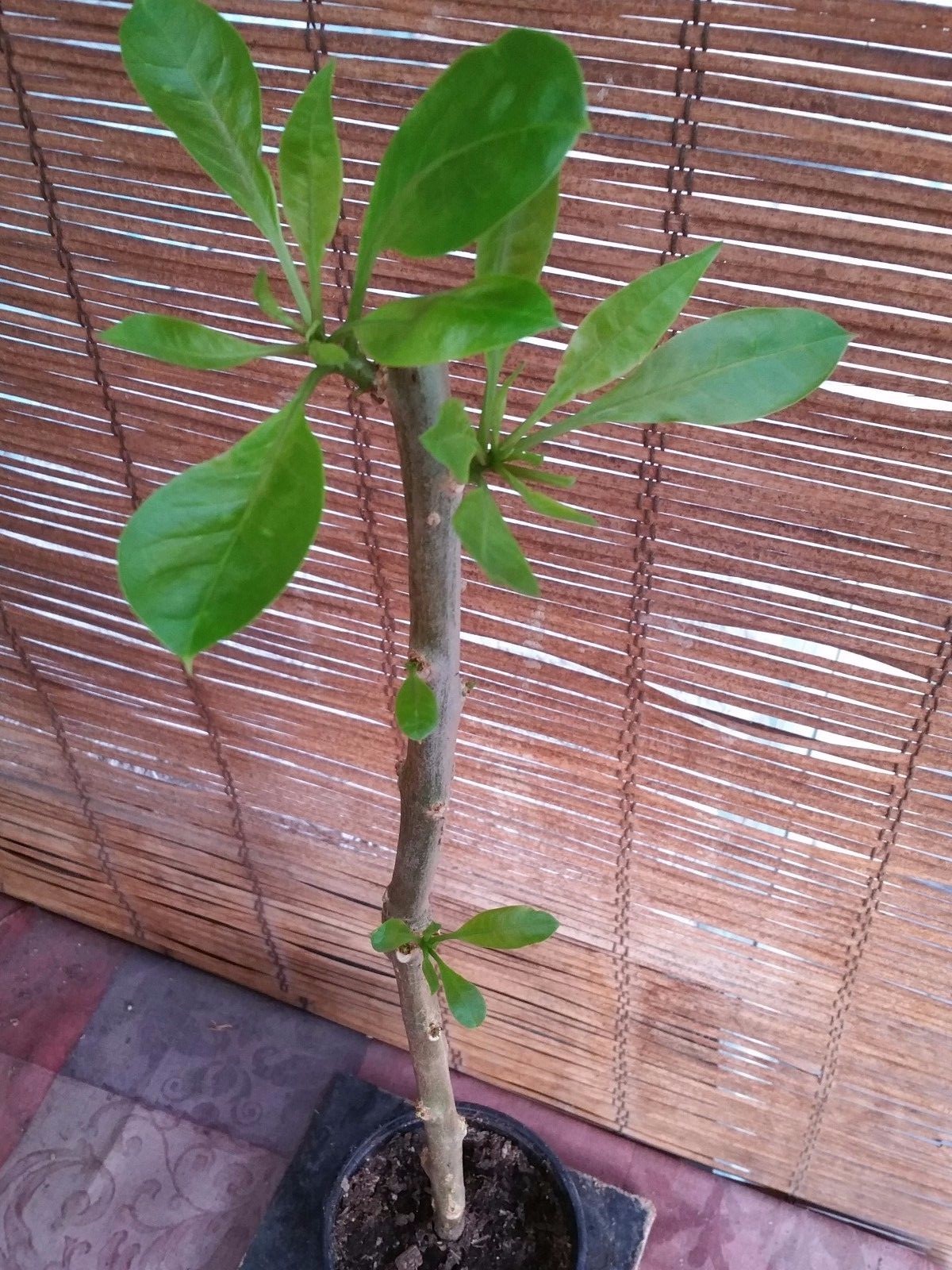 Cup of Gold Vine (Solandra maxima) Live Plant