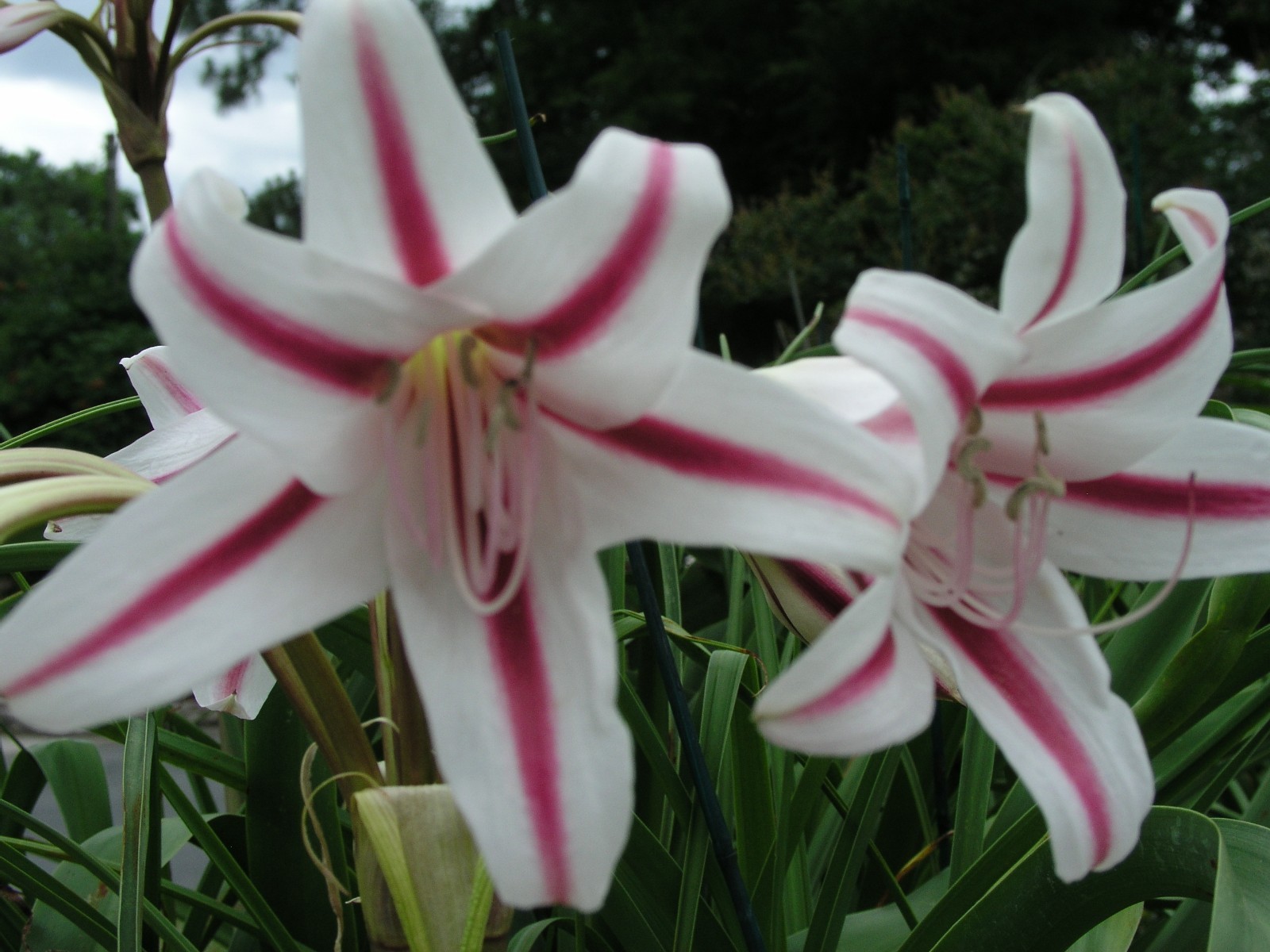 Crinum Lily, scabrum Margie Brown, large, near blooming-size bulb, NEW, RARE