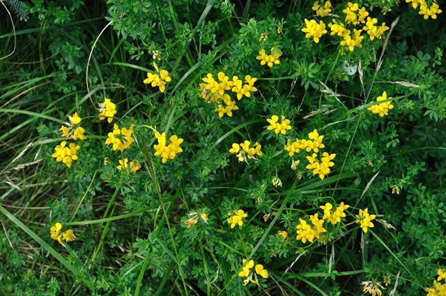 Birdsfoot Trefoil Seeds for Wildlife Food Plots 1/2 pound