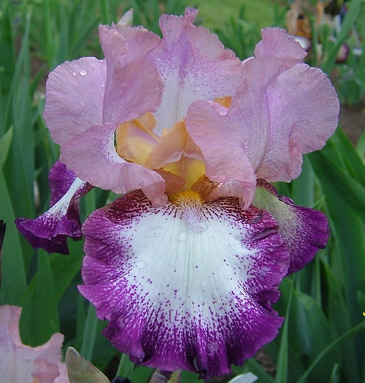 1 Tall Bearded Iris Rhizome/Bulb~CHANGE OF PACE~Perennial Flowers~Pink/Purple