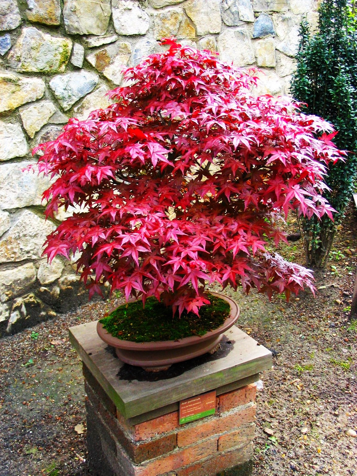 Red Japanese Maple Tree (Bloodleaf) Seeds – For 2026 Planting
