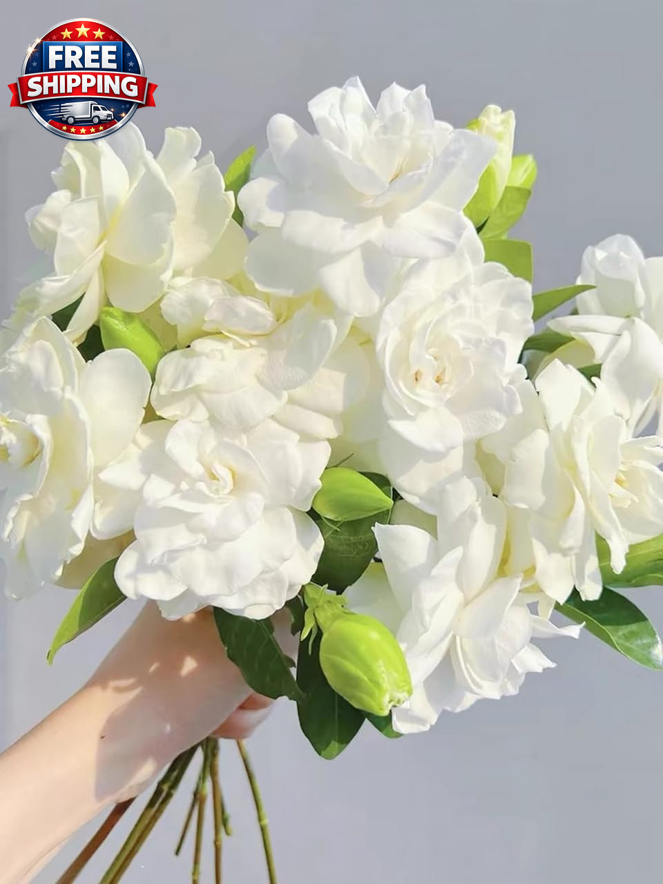 Gardenia Flower Seeds Gift Pack – 199Pcs Aromatic & Evergreen Seeds – Blooming W
