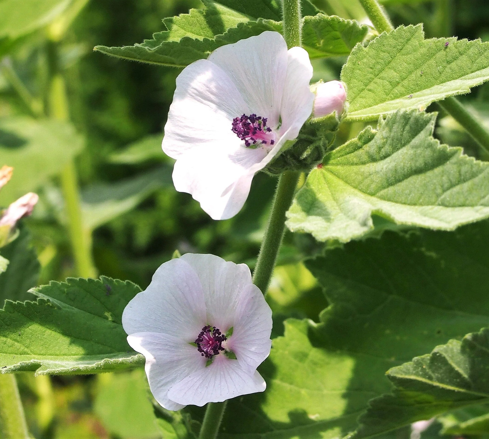 Marshmallow Plant Seeds – For 2025 Planting Medicinal Marsh Mallow Flower Rose