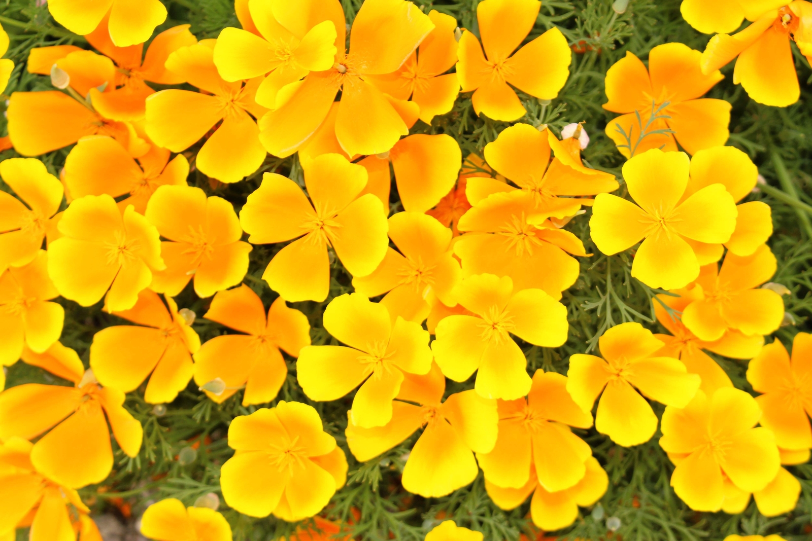 1000 DWARF Yellow CALIFORNIA Tufted POPPY Eschscholzia Caespitosa Flower Seeds