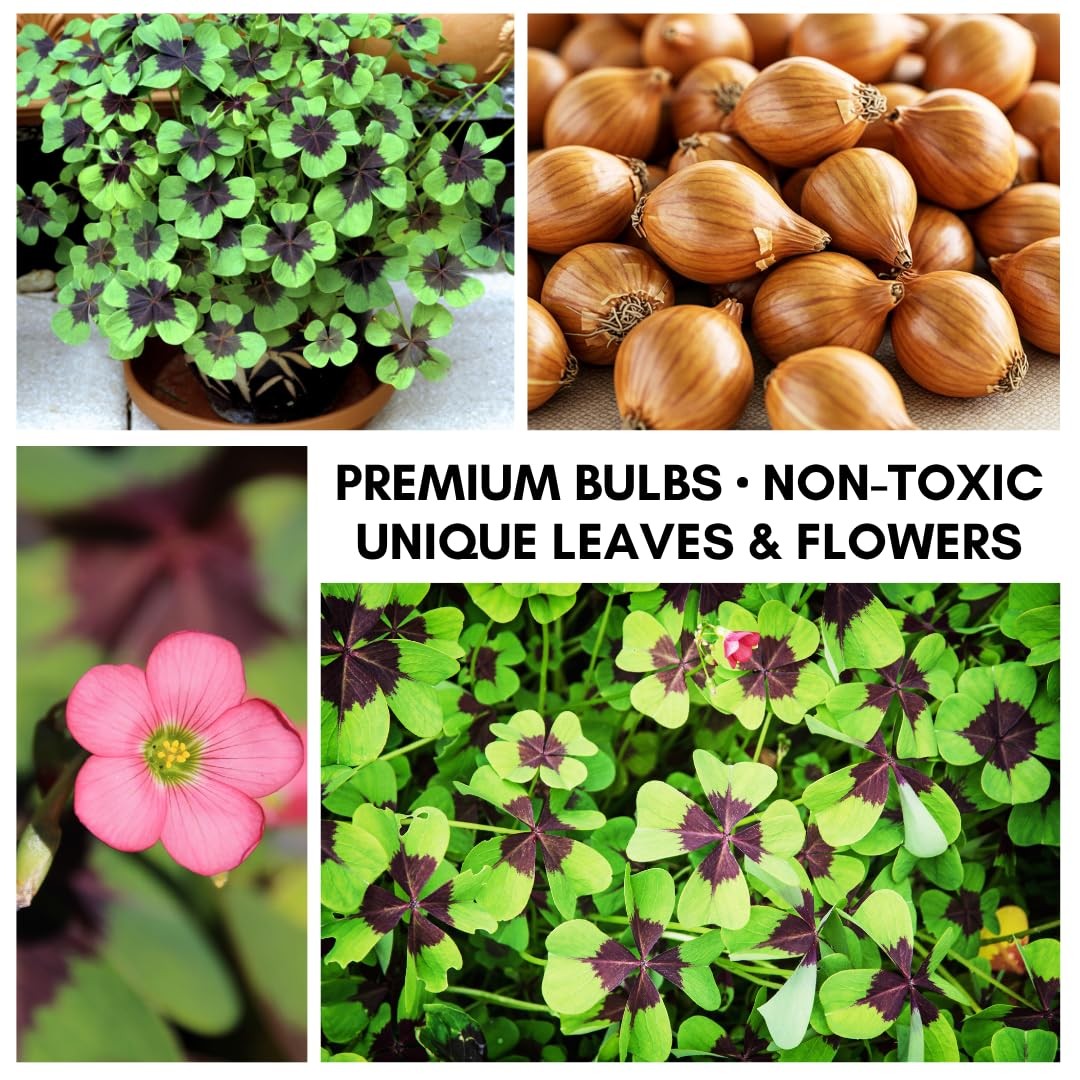 Iron Cross Shamrock Bulbs – Fast Growing 10 Bulbs for Indoor/Outdoor | Good