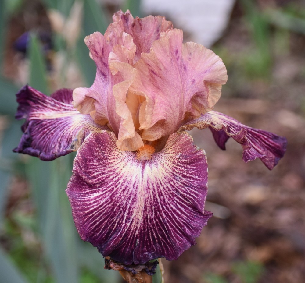 ‘Artistic Web” TB Bearded Iris Rhizome PRE-SALE to Ship Aug/Sept