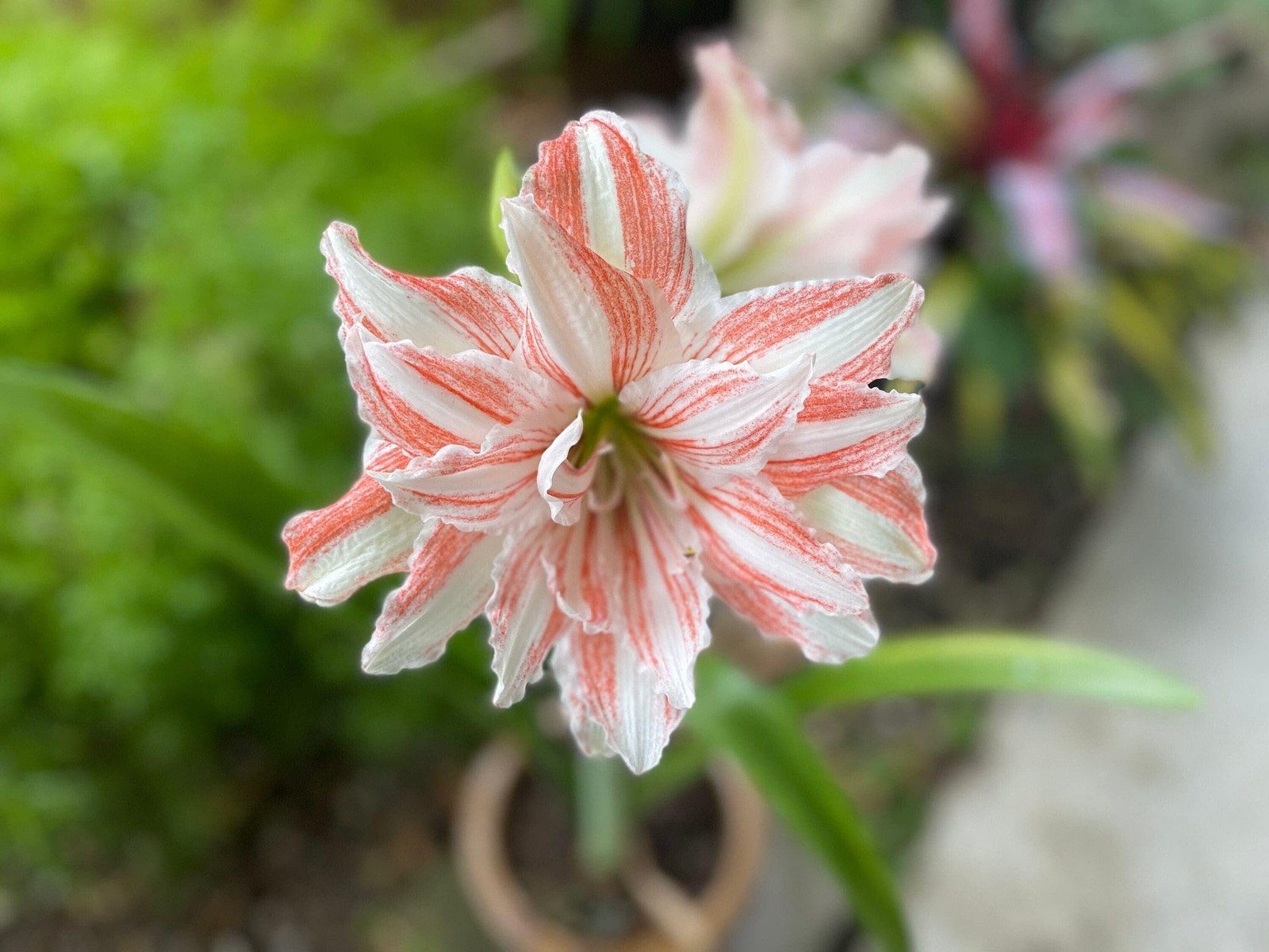 Jumbo Amaryllis DANCING QUEEN 34/36 centimeters – US Seller