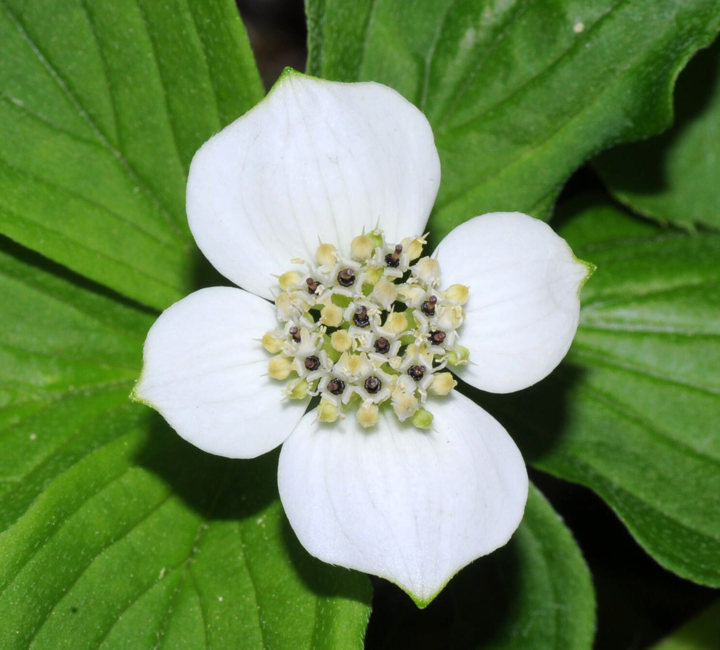 Creeping Dogwood, (Bunchberry), Cornus canadensis, Seeds