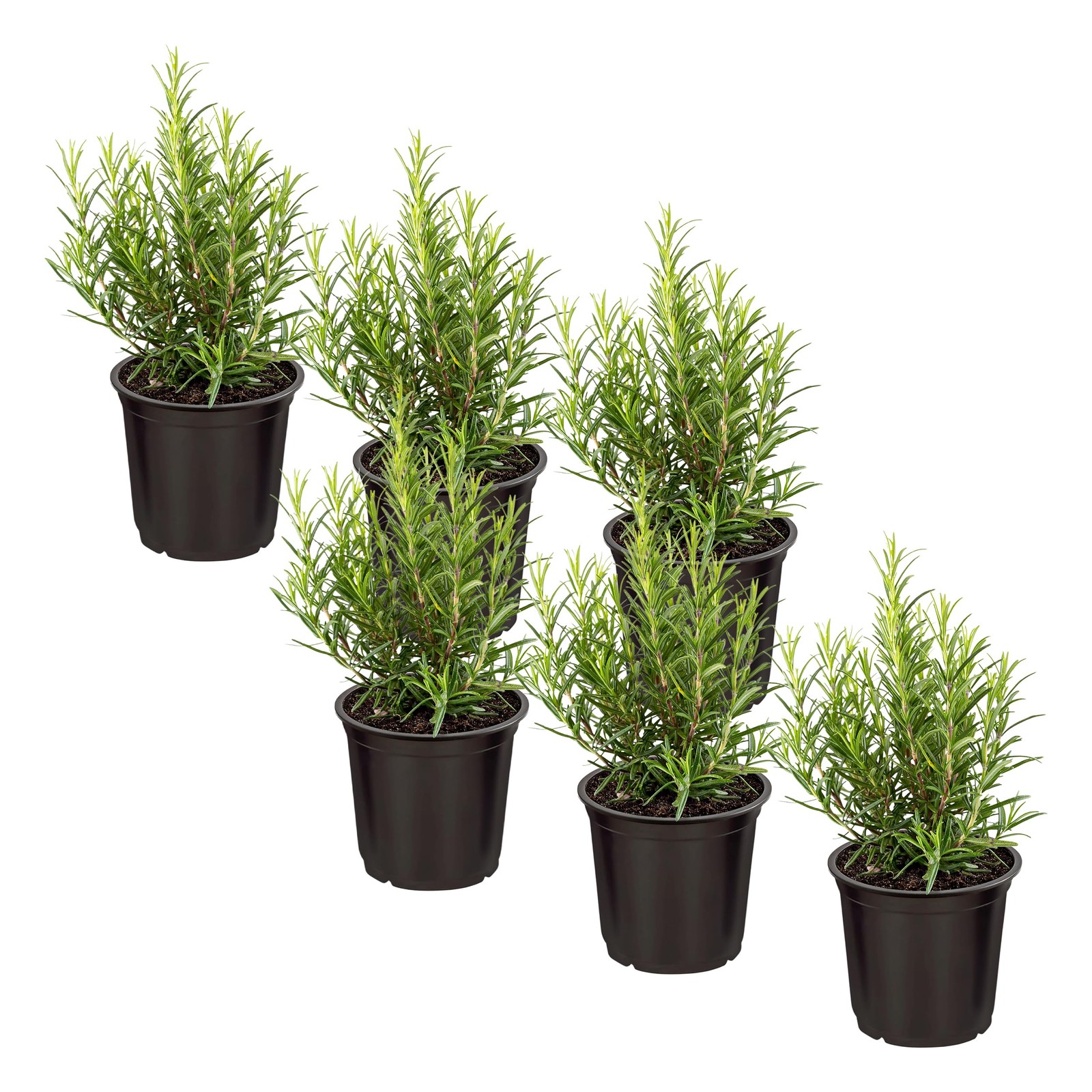 Live Aromatic and Edible Herb Rosemary 6 Per Pack, Naturally Improves Breath…