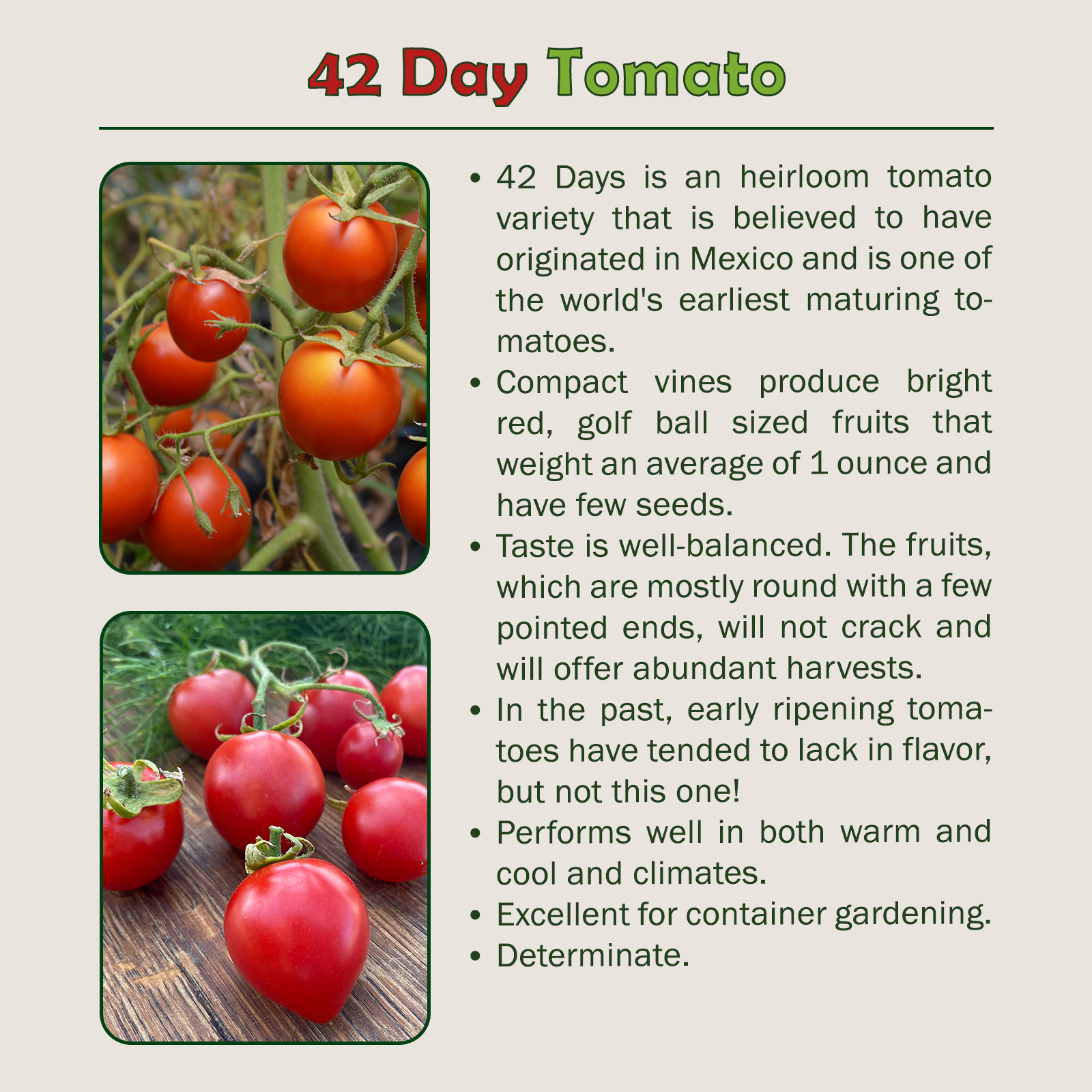 42 Days Tomato, World’s Earliest Ripening Tomato! Heirloom, 40 seeds,Genuine USA