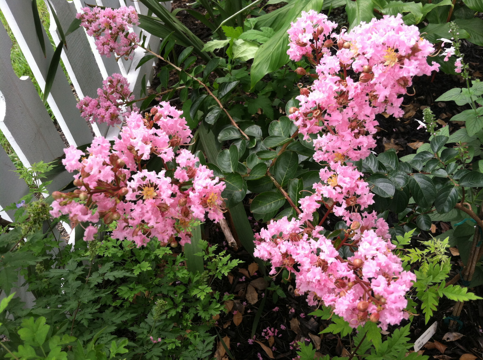 Lagerstroemia Crape Myrtle | Sioux | Soft Pink 10 seeds