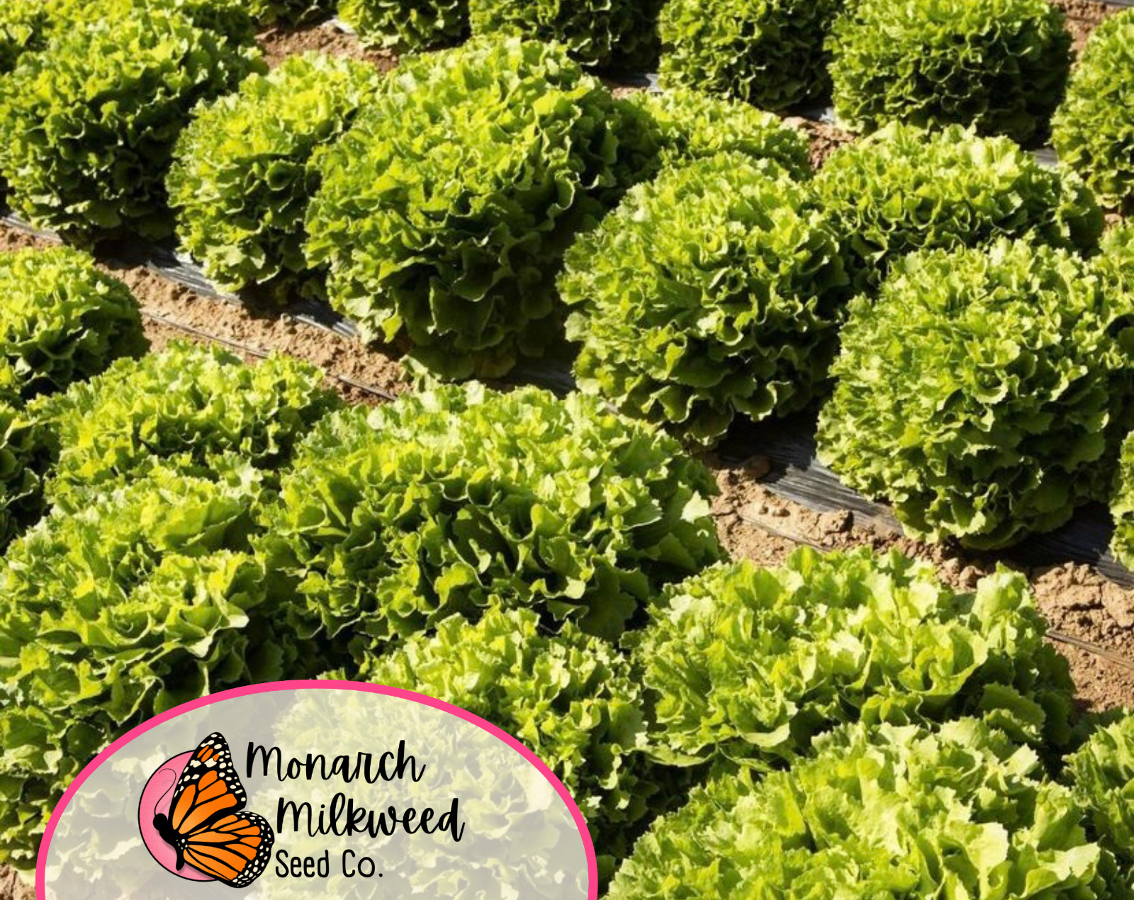2900+ Endive Seeds ‘Broadleaf Batavian’ | Heirloom, Non-GMO, Vegetable Gardening