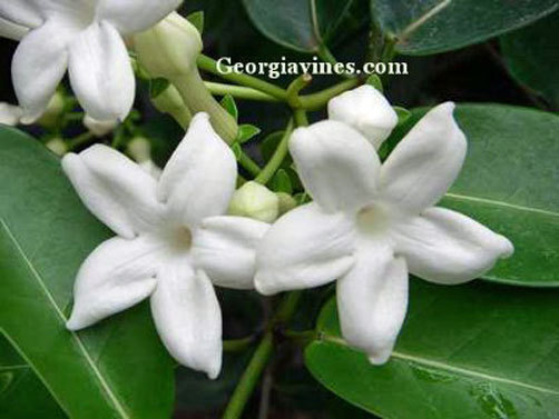 Stephanotis floribunda Madagascar Jasmine 10 seeds