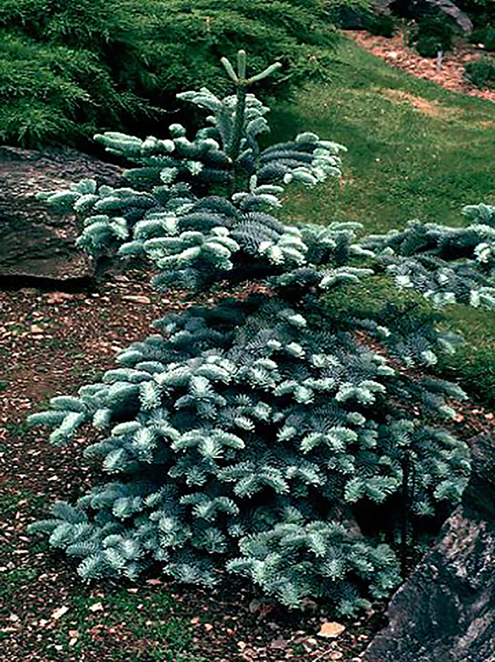 Blue Noble Fir, Abies procera glauca, (Abies nobilis), Tree Seeds (Evergreen)