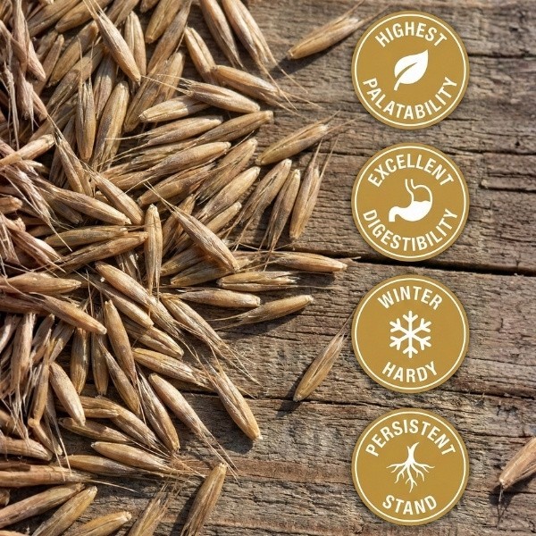 Old Cobblers Farm™ Wicked Tuff Turf Dell Meadow Fescue Grass Seed – Lush Turf