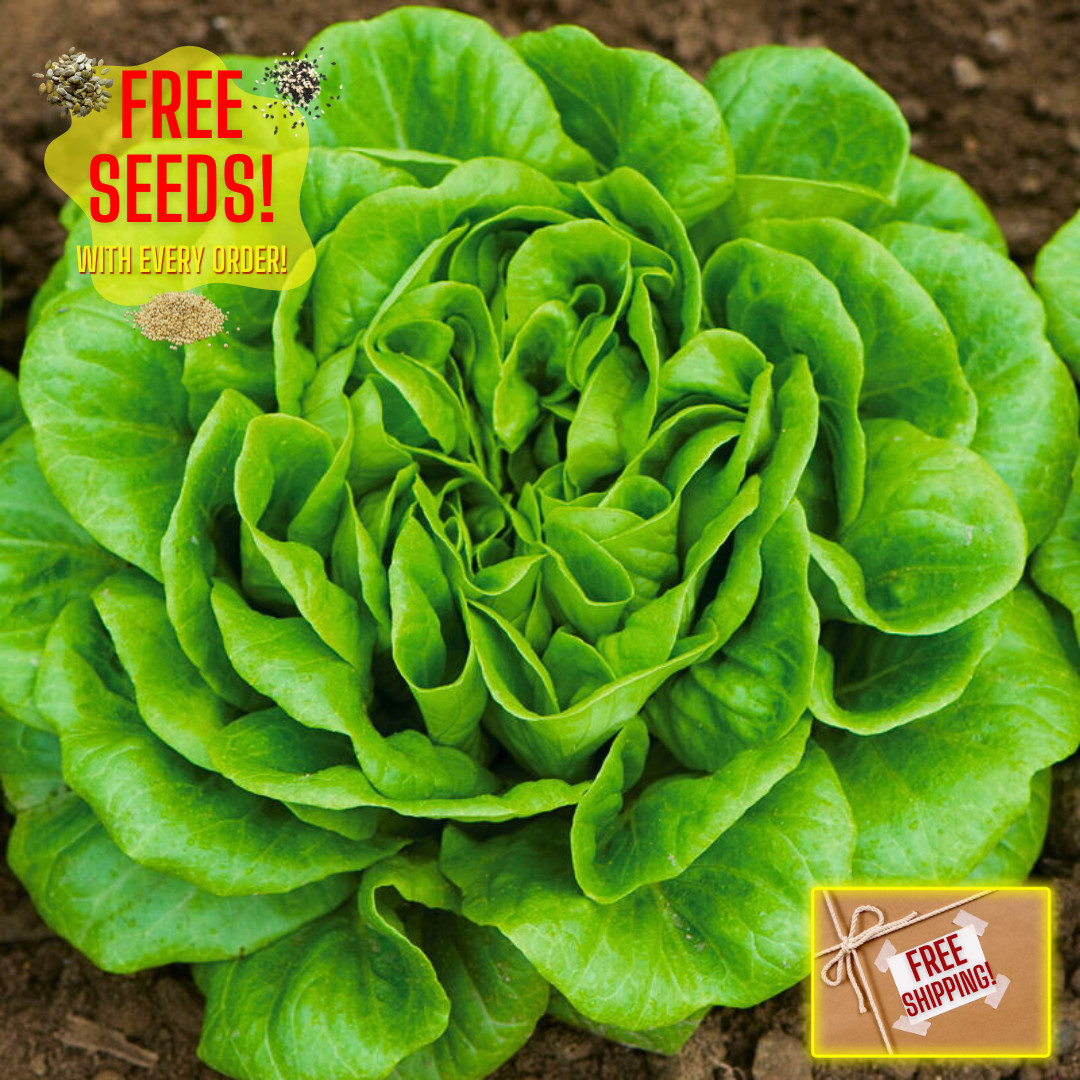Fresh Crisp Bibb Butterhead Lettuce Seeds | Heirloom Non-GMO | Vegetable Seeds