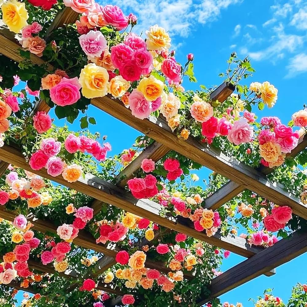 100Pcs Rare Mixed Climbing Rose Seeds Perennial Vine Flower Wall Garden Trellis