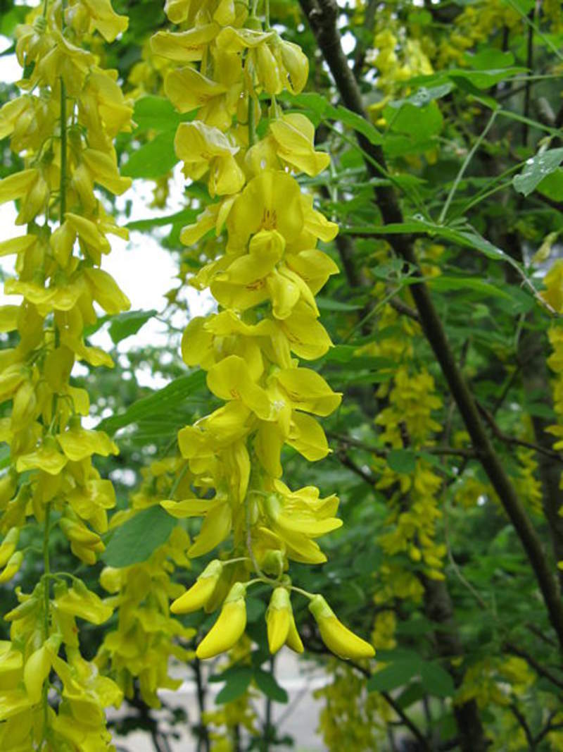 1-1000 PCS Golden Chain Rain Tree Seeds Laburnum Anagyroides Yellow Flower 0148