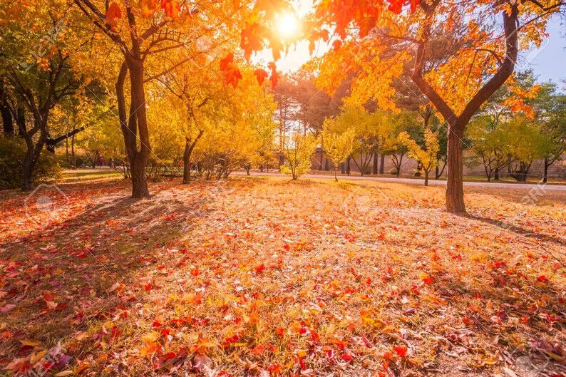FAST GROWING TREE SEEDS: Sugar Maple (Acer Saccharum) | Size: 10-100 | Native