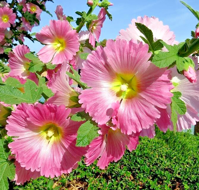 ANTWERP HOLLYHOCK Seeds *FREE Shipping!* Alcea ficifolia Hollyhock Flower Seeds