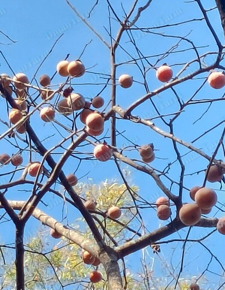 15 American Native Persimmon Tree STRATIFIED Seeds – Diospyros Virginiana