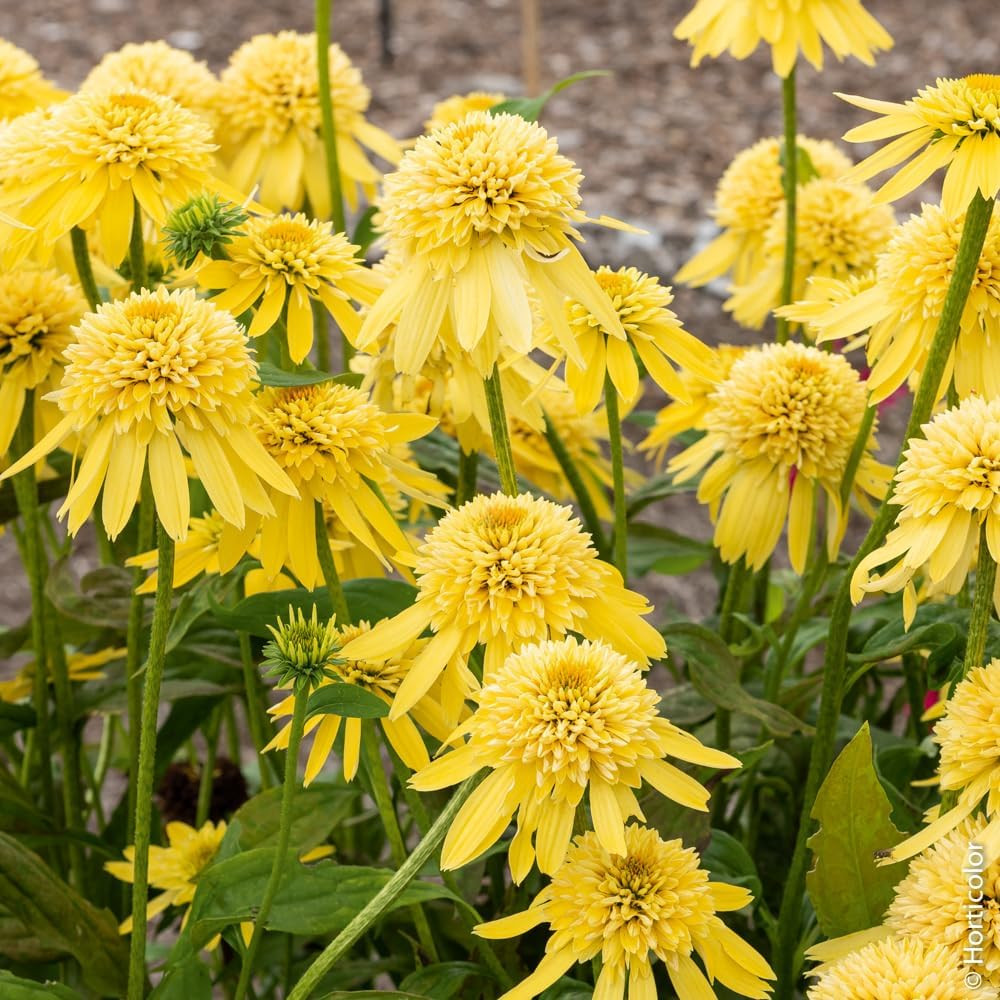 1000+ Double Echinacea Coneflower Seeds for Planting -Perennial Cone Flower Seed