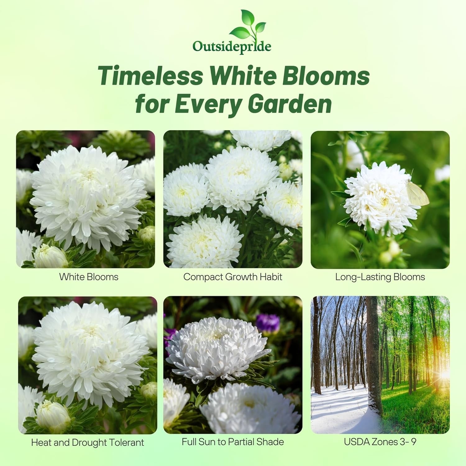1000 Seeds Aster Seed – Aster Callistephus Paeony White Double Flower Seeds