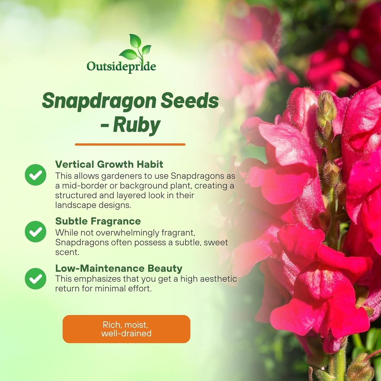 10000 Seeds Snapdragon Seed – Ruby Red Snapdragon Flower Seeds