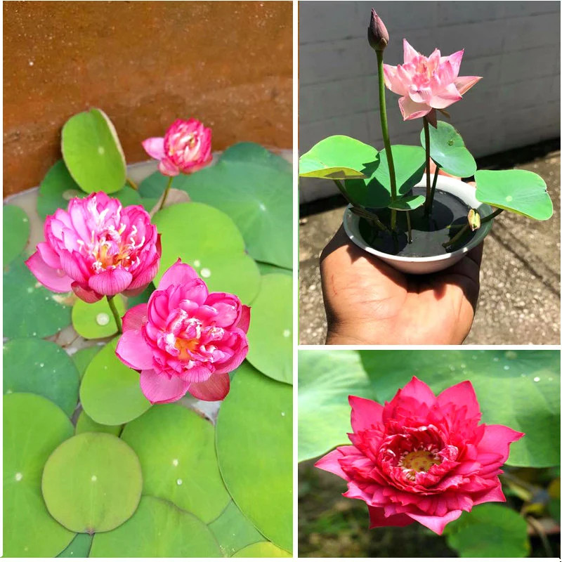 MIXED-COLOR MINI LOTUS SEEDS (RARE SEEDS), SEN MINI ĐỦ MÀU