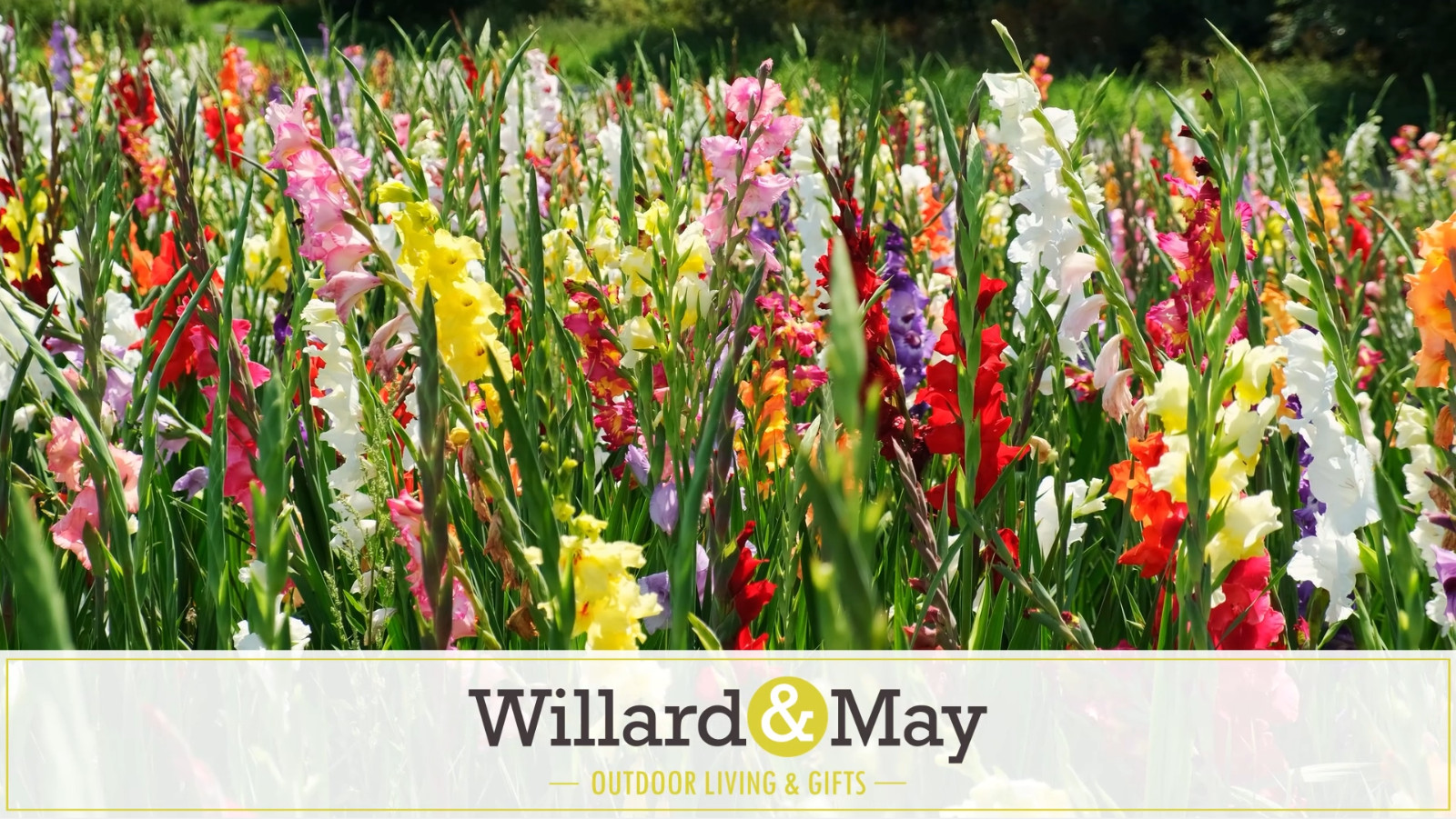 Assorted Gladiolus Flower Bulbs – 100 Count – Perennial Cut Flowers – Fragrant &