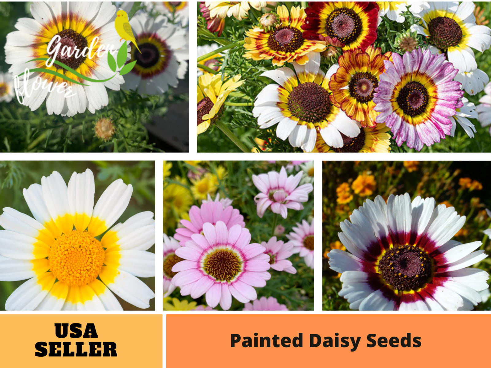 100 Seeds| Painted Daisy Seeds #N008