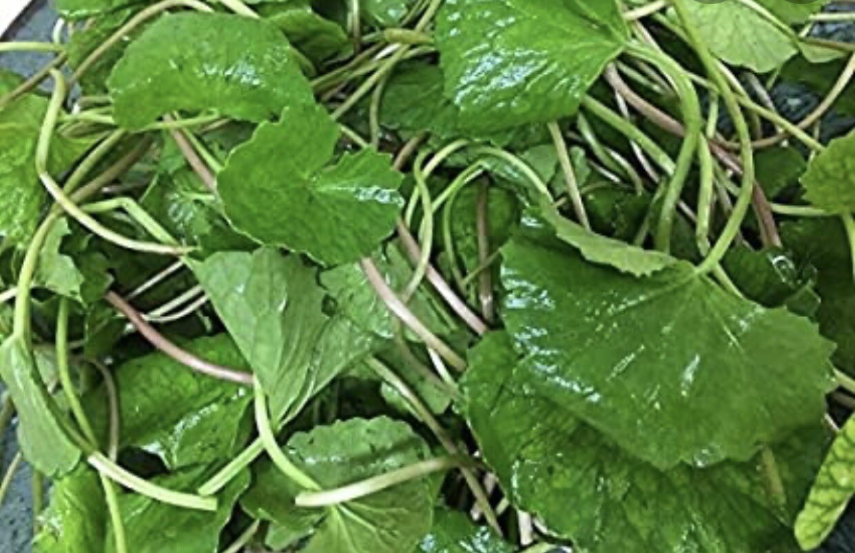 25 Gotu Kola Centella Asiatica Live Plant- Rau Ma Indian Pennywort Live Plant