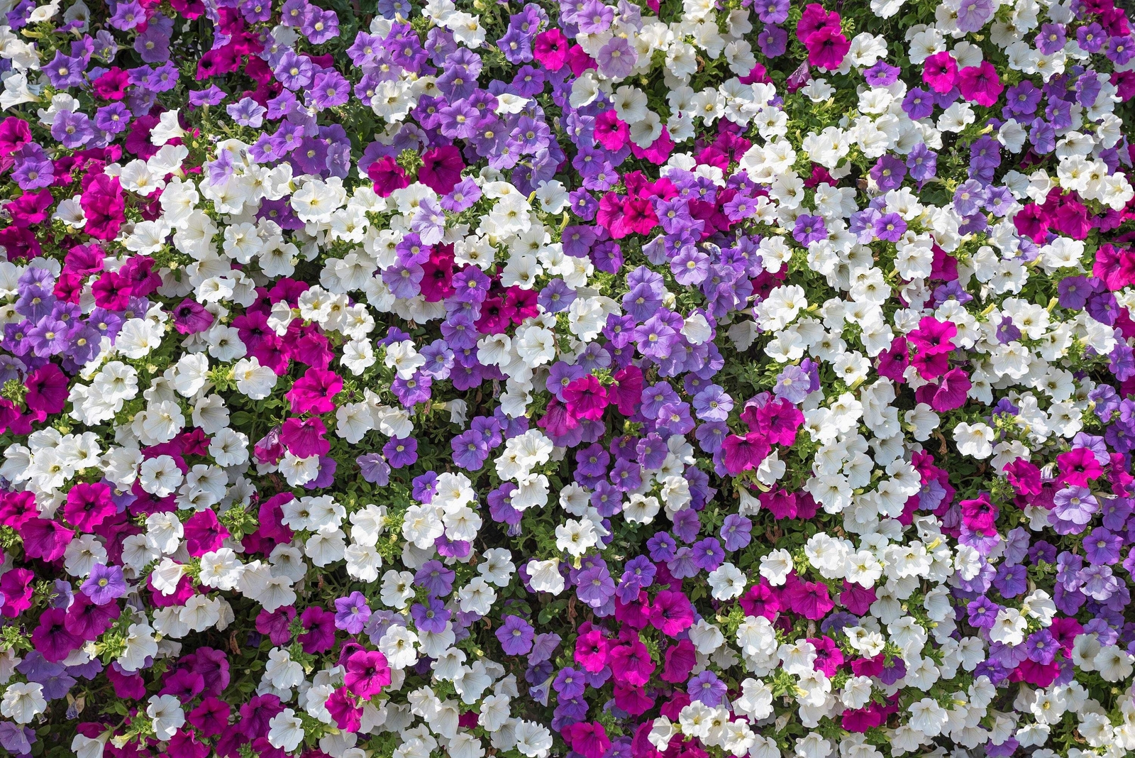 250 Mixed Colors DWARF PETUNIA Pink Red Purple White Yellow Bicolor Flower Seeds