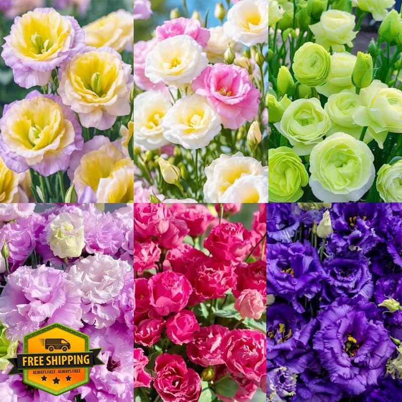 1050+ Mixed Lisianthus Flower Seeds, Perennial Eustoma Grandiflorum