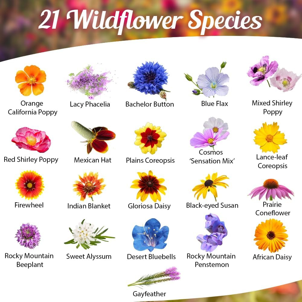 Drought Resistant Wildflower – 1Oz, Open-Pollinated Bulk Flower Seed Mix for Be