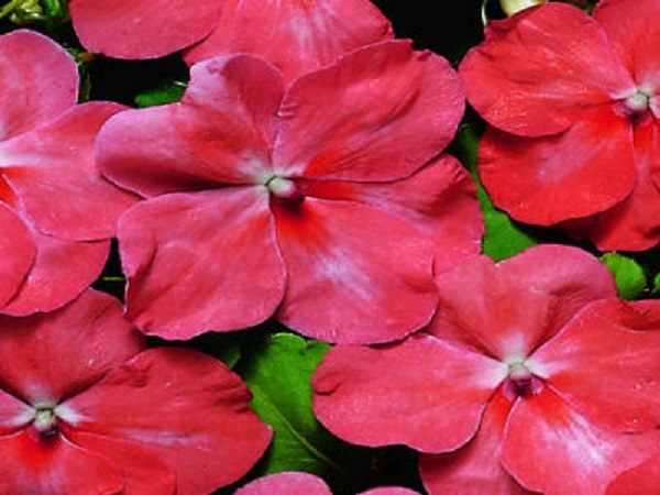 50 Impatiens seeds impatiens sun and shade papaya