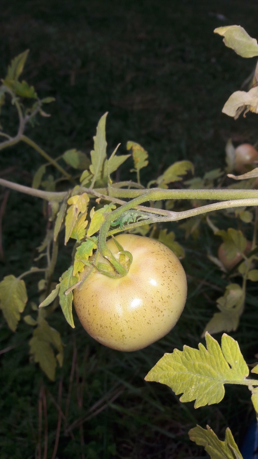 Livingston’s Lutescent, or “Honor Bright” tomato RARE HEIRLOOM 10 Seeds