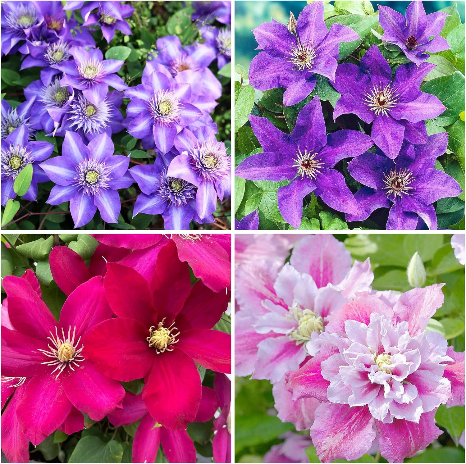 200+Perennial Mixed Clematis Vine Flower Seeds for Planting