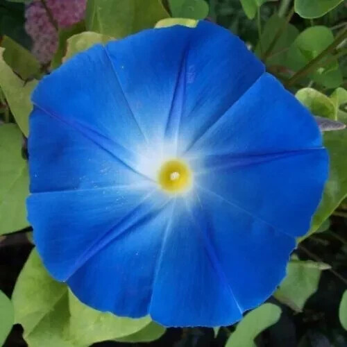 30 HEAVENLY BLUE MORNING GLORY SEEDS HUMMINGBIRDS FLOWER CLIMBER FREE SHIPPING!
