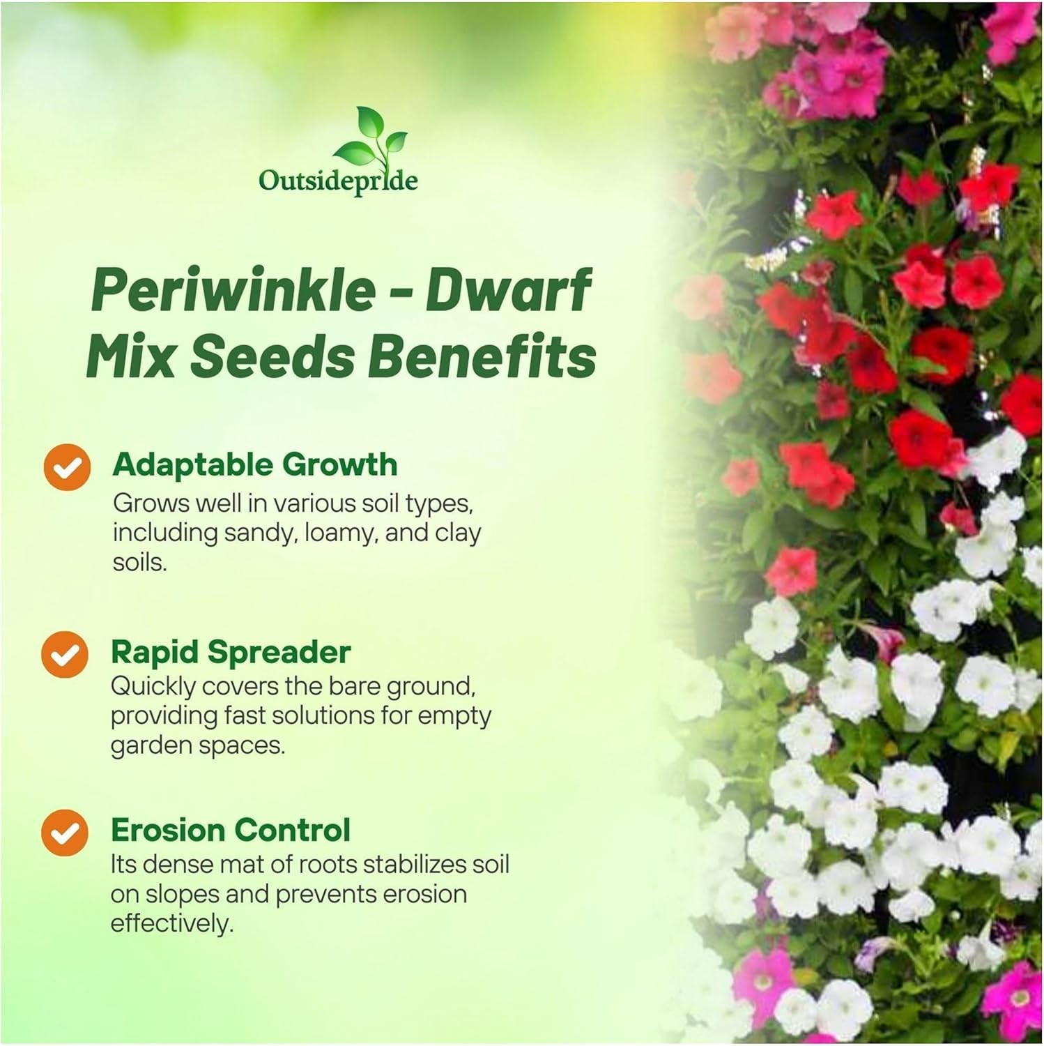 4000 Seeds Periwinkle Vinca Seed Mix For Planting – Dwarf Little Mix Ground