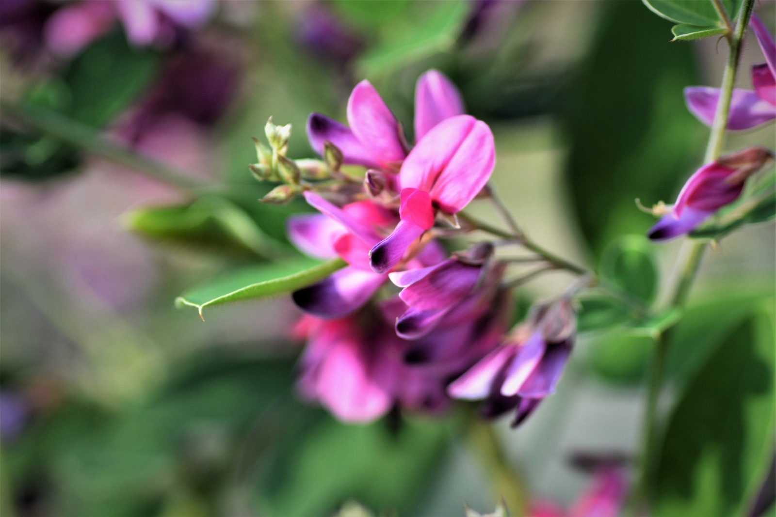 100 SLENDER BUSH CLOVER Lespedeza Virginica Shrub Pink Purple Flower Seeds