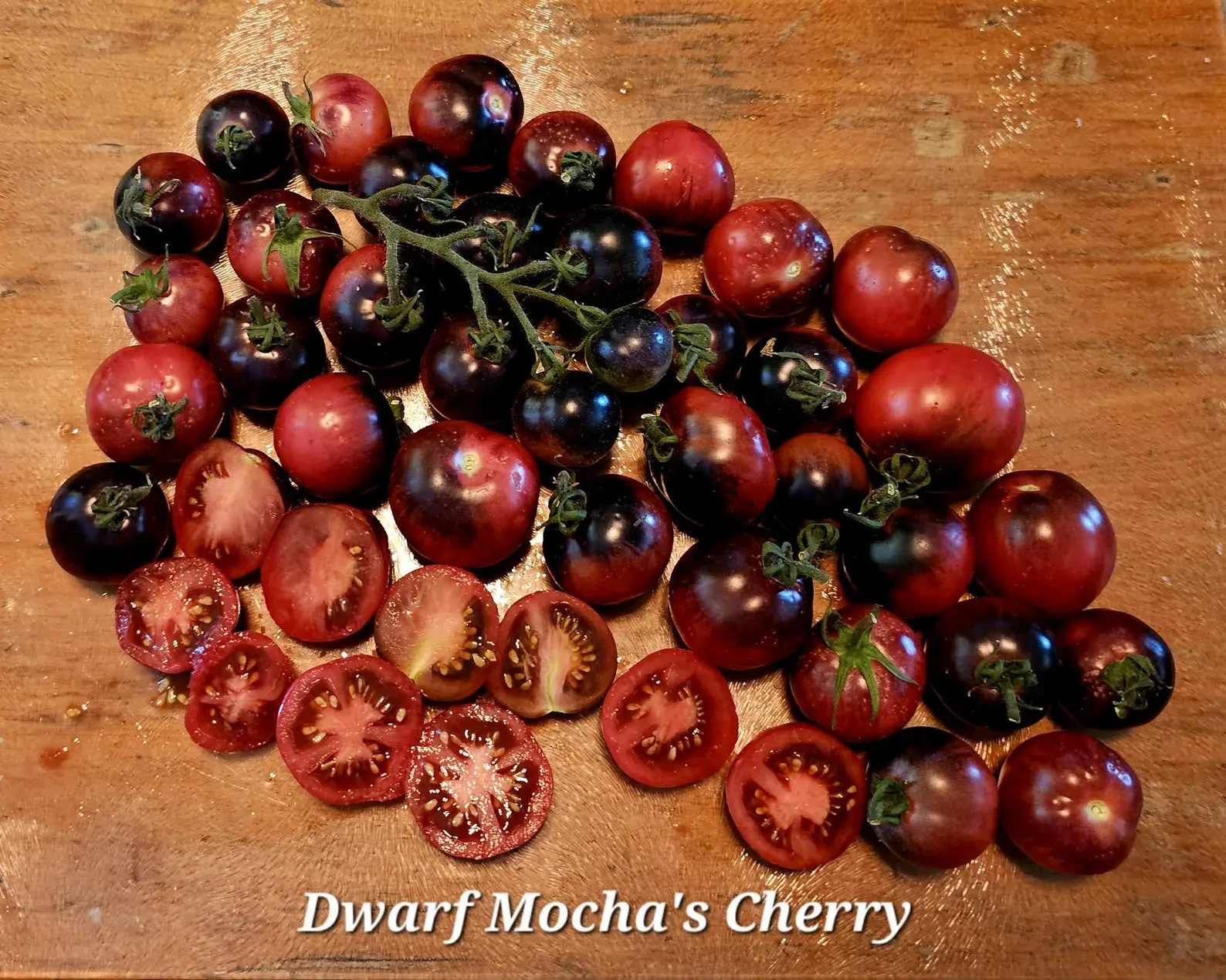 10 seeds Dwarf Mocha’s Cherry Tomato ORGANIC Rare Anthocyanin Variety
