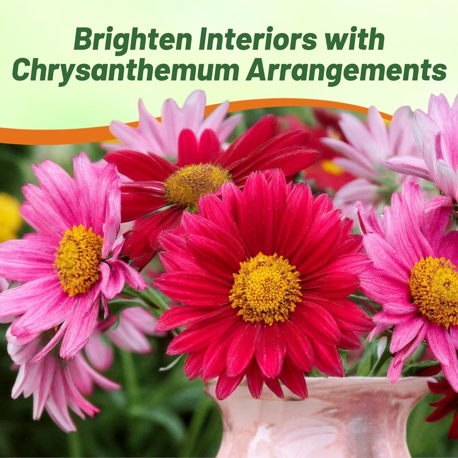 5000 Seeds Chrysanthemum Seed Mix For Planting Outdoors | Pyrethrum