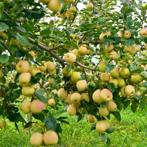 35+pcs Perennial Pear Fruits Tree Seeds for Planting Outdoor