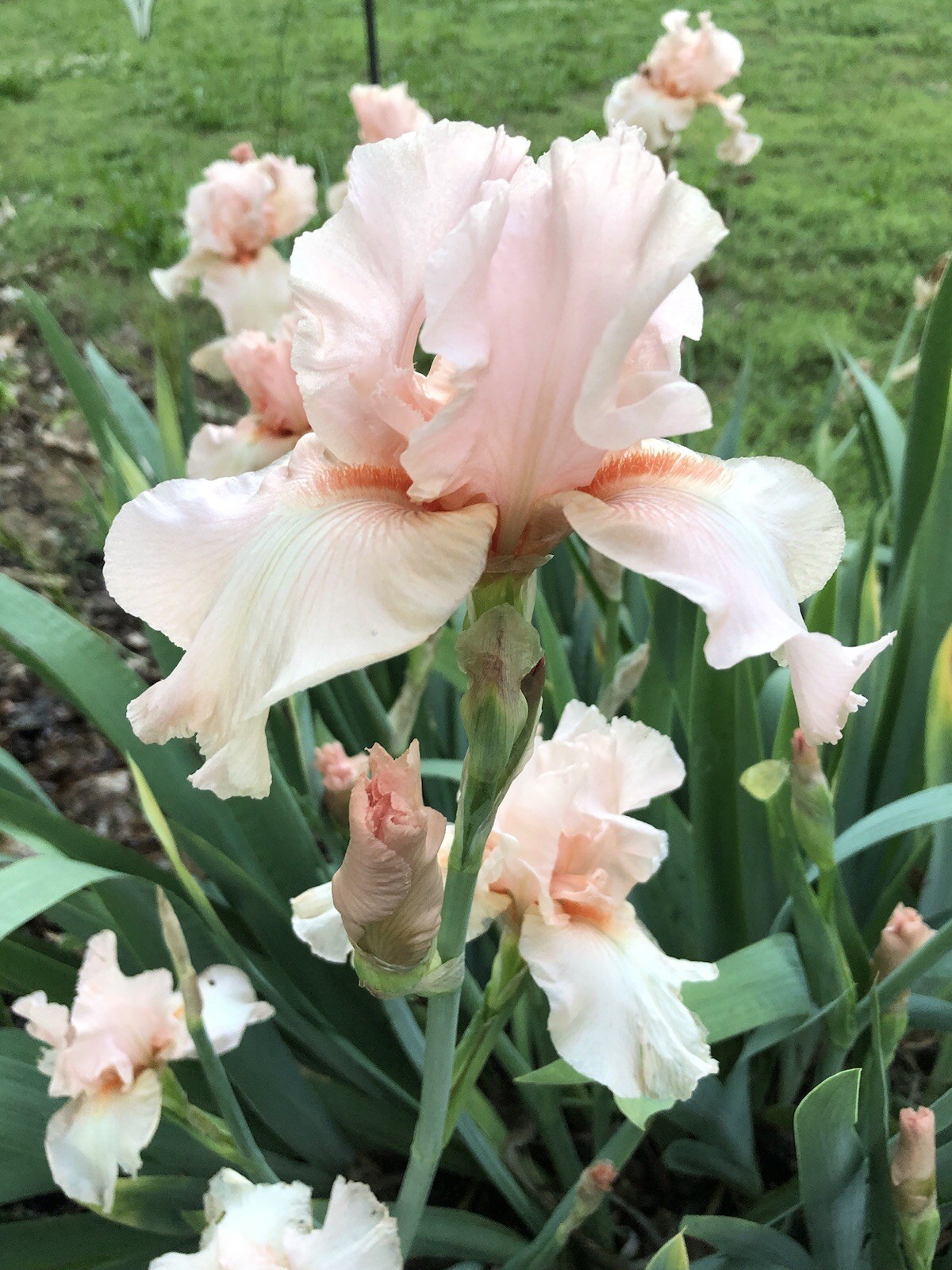 Tall Bearded IRIS Rhizomes Root Bulb Plants Lovely Pink