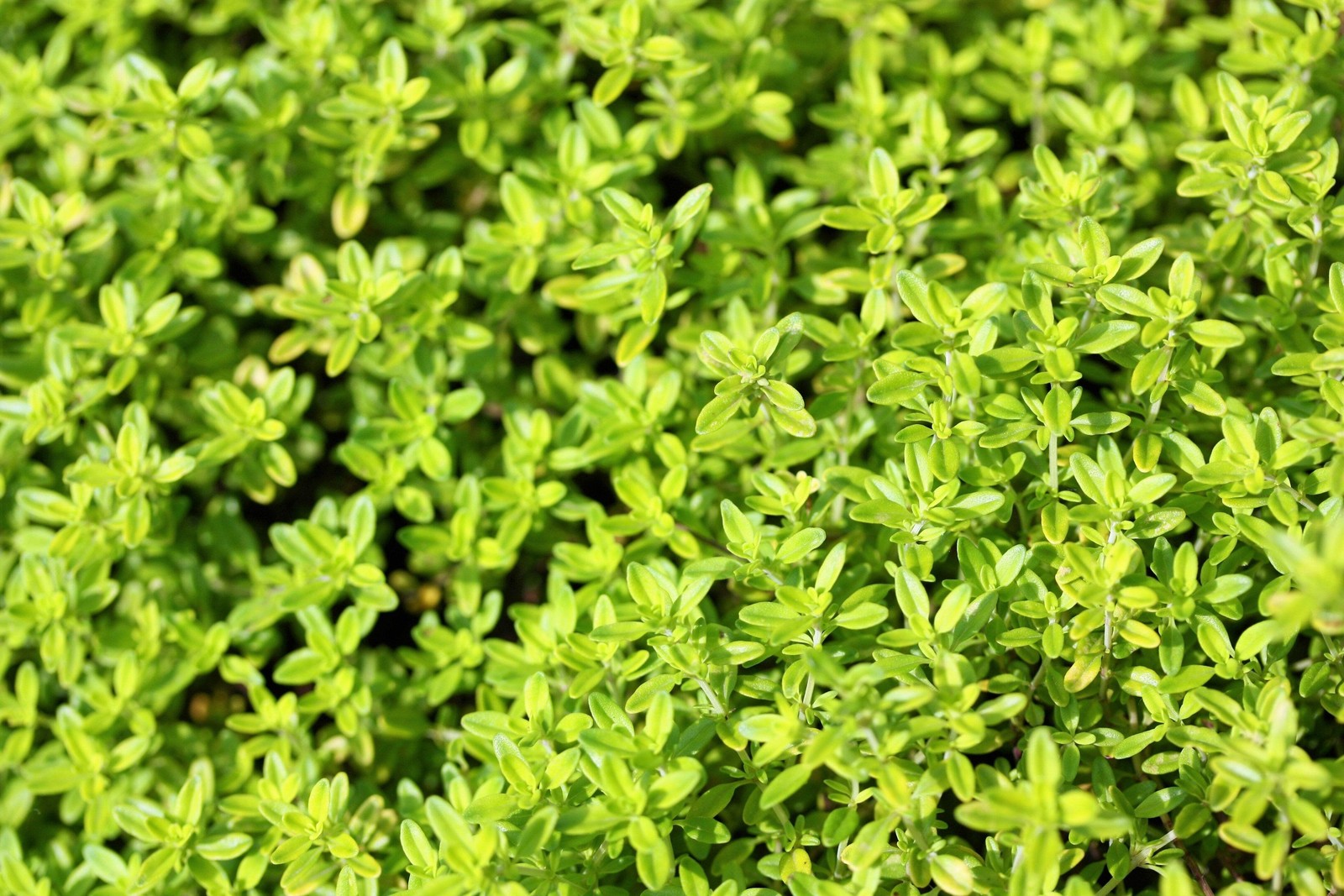 10,000 BULK LEMON THYME Thymus Pulegioides Herb Purple Flower Fragrant Evergreen